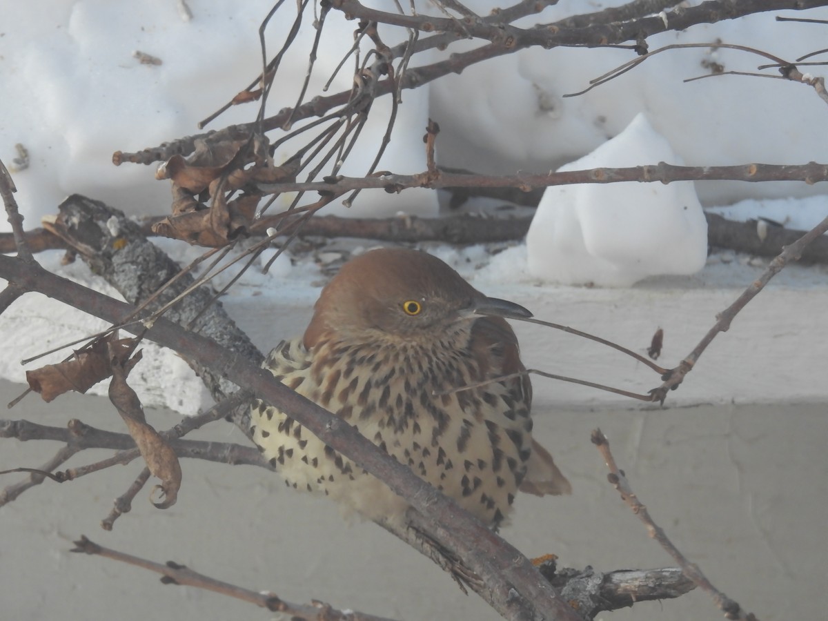 Brown Thrasher - ML308478951