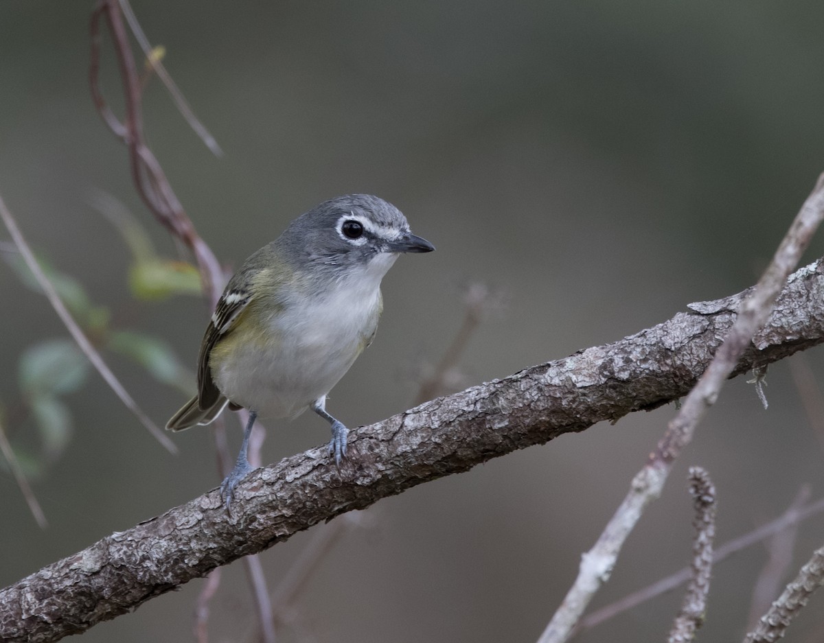 Blue-headed Vireo - ML308479951