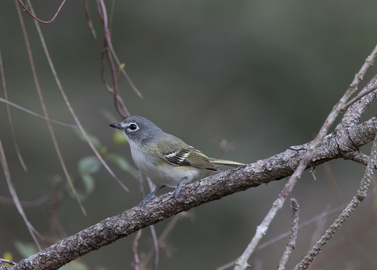 Mavi Başlı Vireo - ML308480001