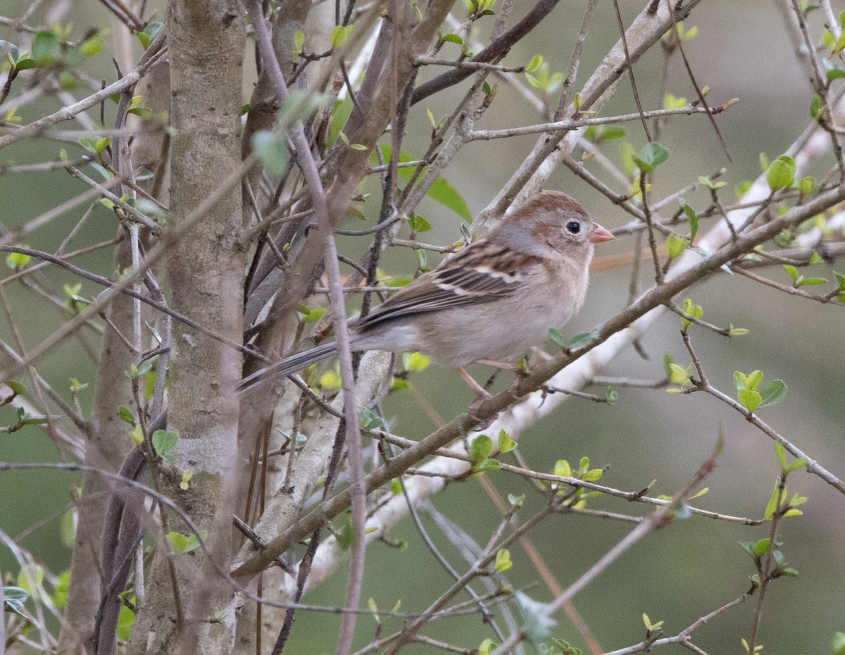 Field Sparrow - ML308480041