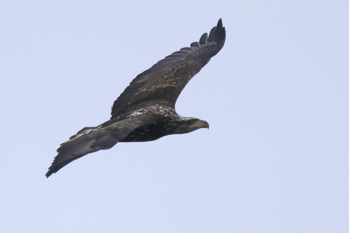 Bald Eagle - ML308480051