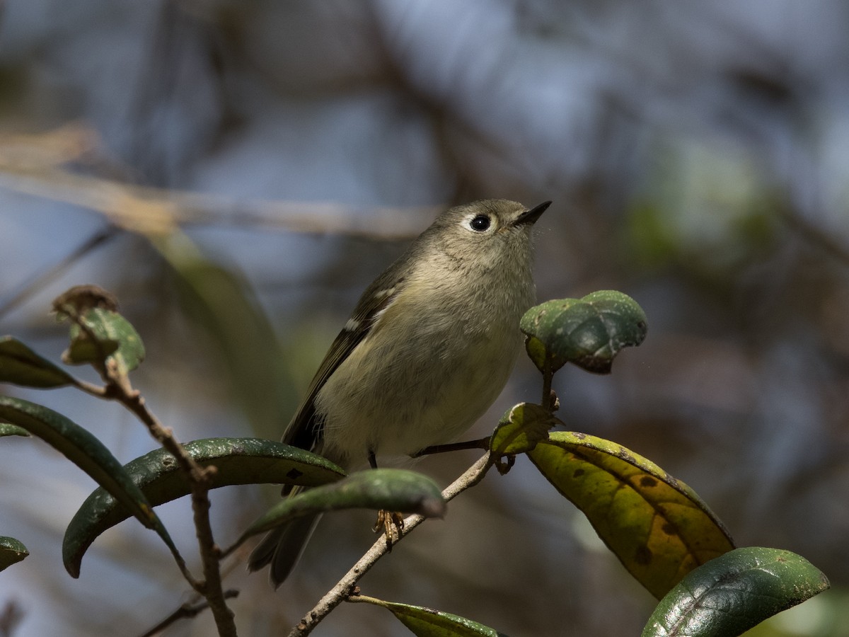 Ruby-crowned Kinglet - ML308480371