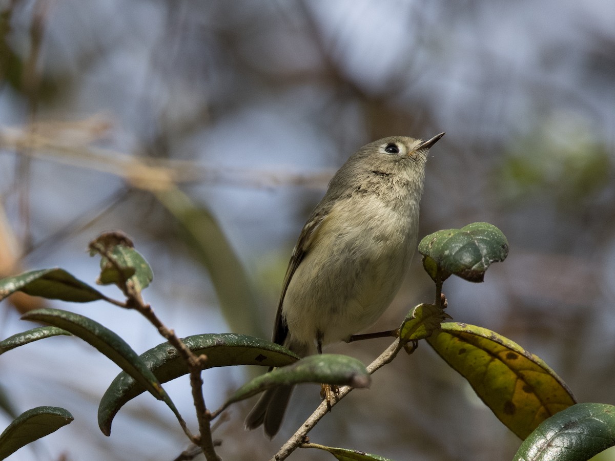 Ruby-crowned Kinglet - ML308480431