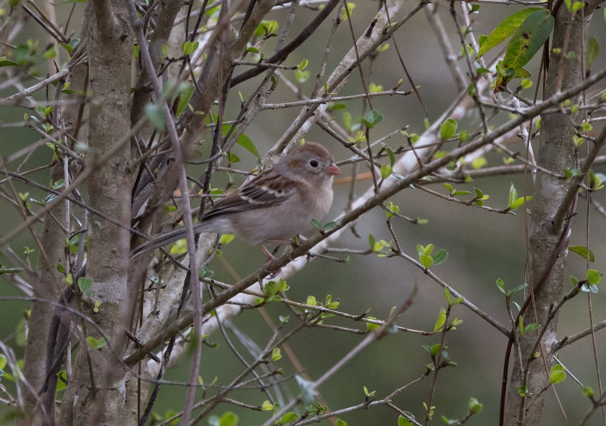 Field Sparrow - ML308480531