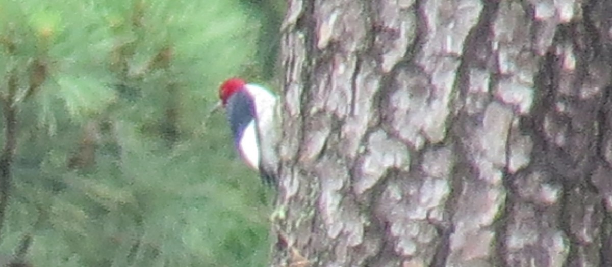 Red-headed Woodpecker - ML30848211