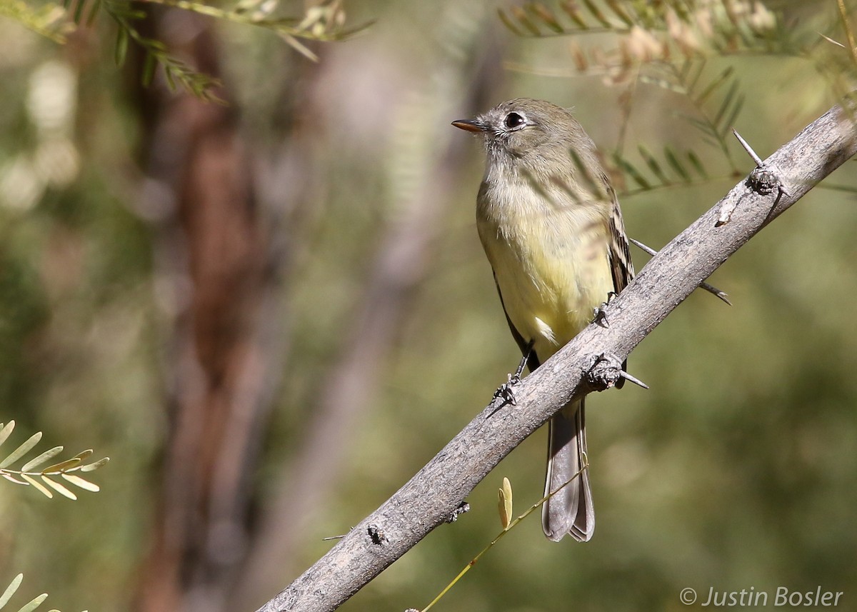 Dusky Flycatcher - ML308483221