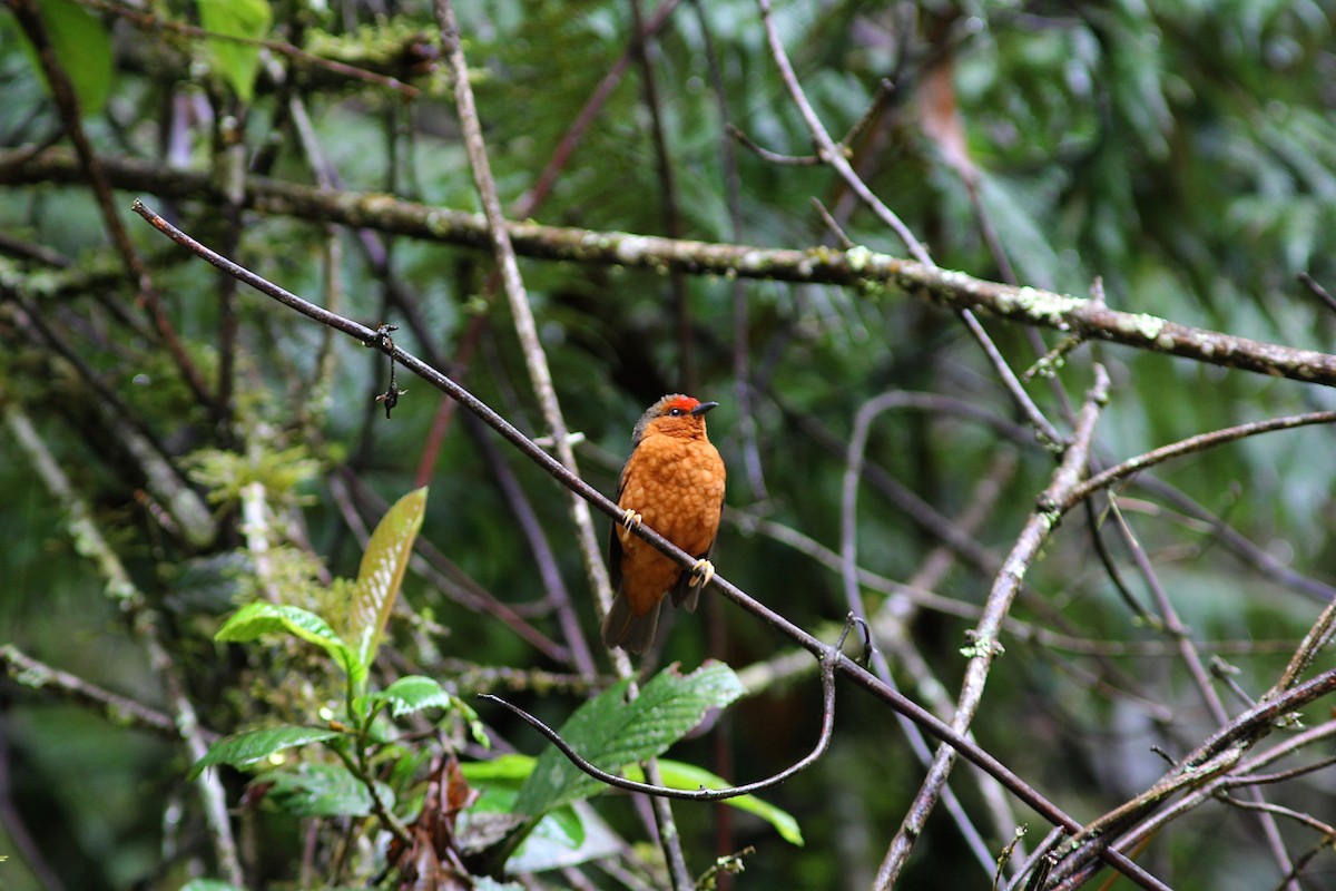 Jameson's Antpecker - ML308483371
