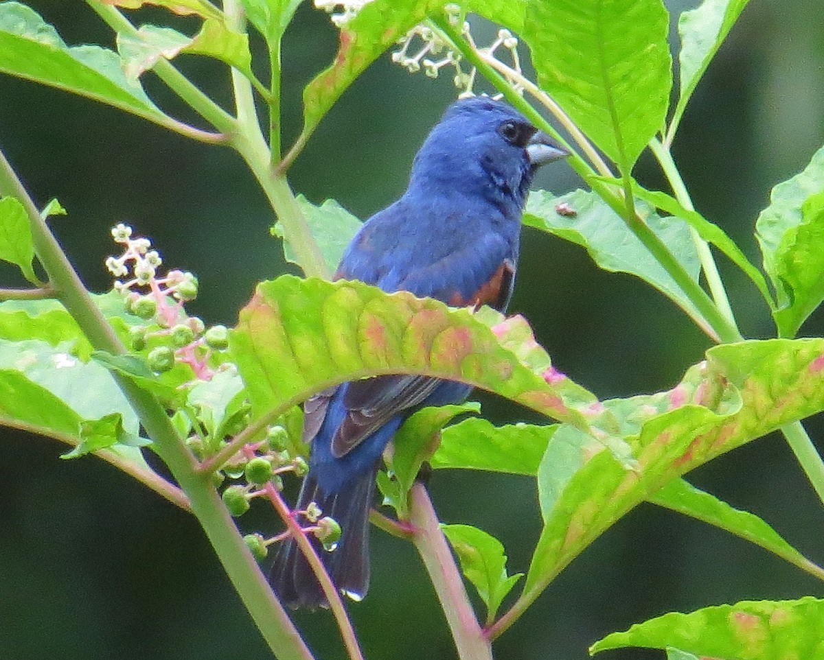 Blue Grosbeak - ML30848341