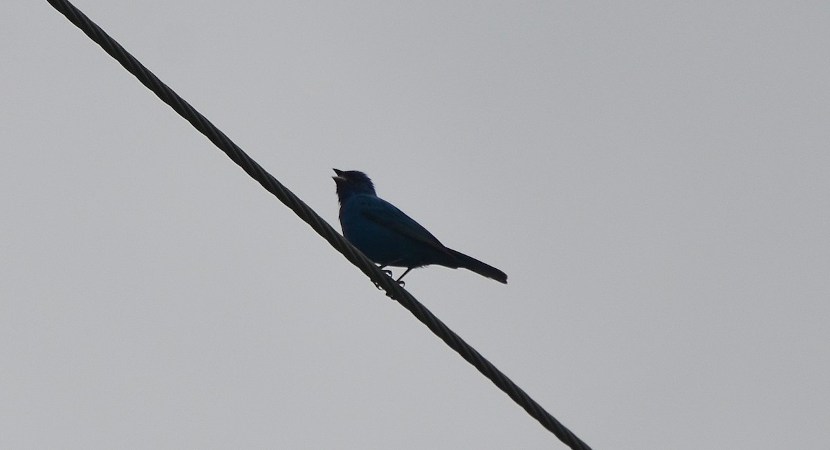 Indigo Bunting - ML30848351