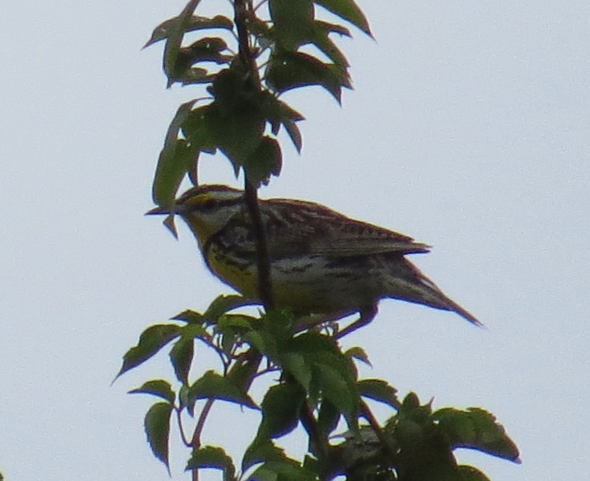 Eastern Meadowlark - ML30848411