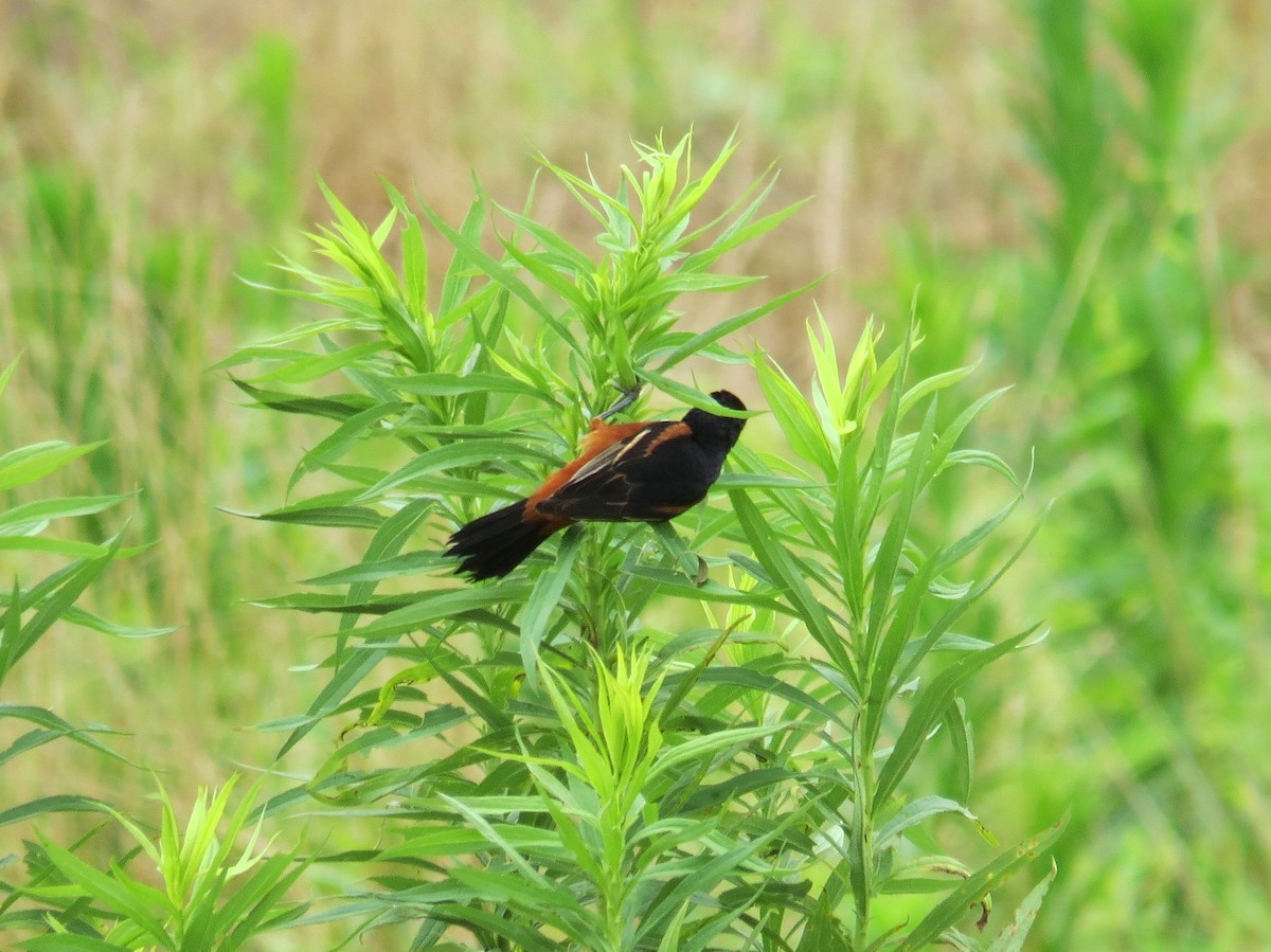 Orchard Oriole - ML30848451