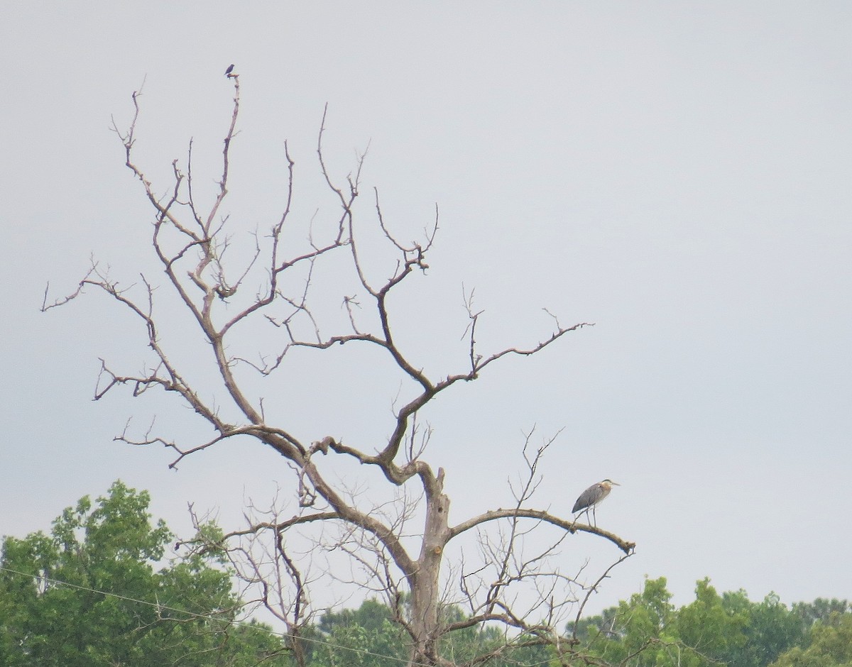 Great Blue Heron - ML30848541