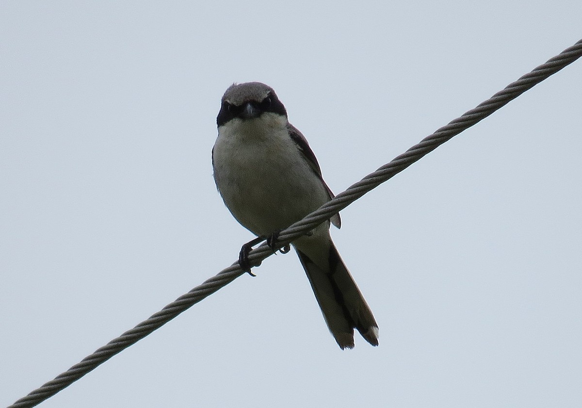 Loggerhead Shrike - ML30848741