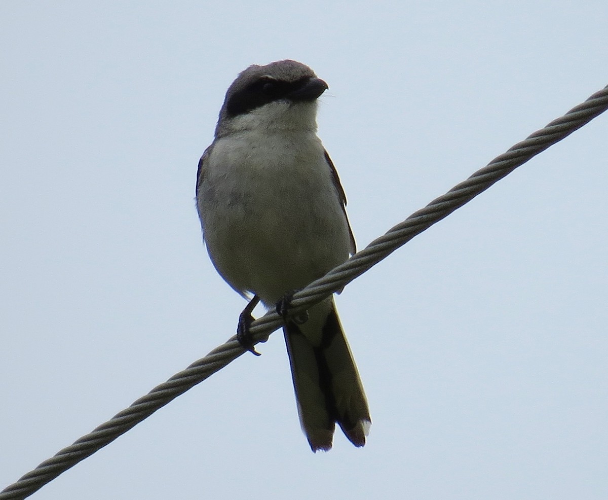 Loggerhead Shrike - ML30848761