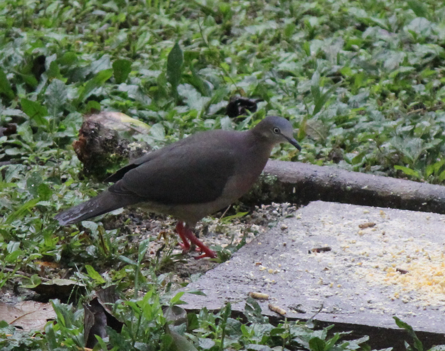 Tolima Dove - Jorge Eduardo Mariño Indaburu @SmartBirding