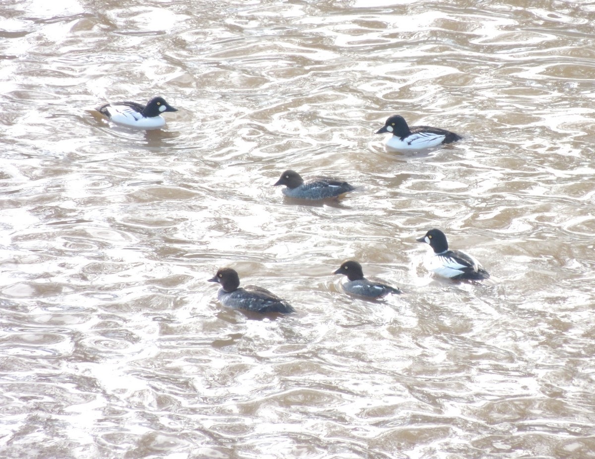 Common Goldeneye - ML308491381