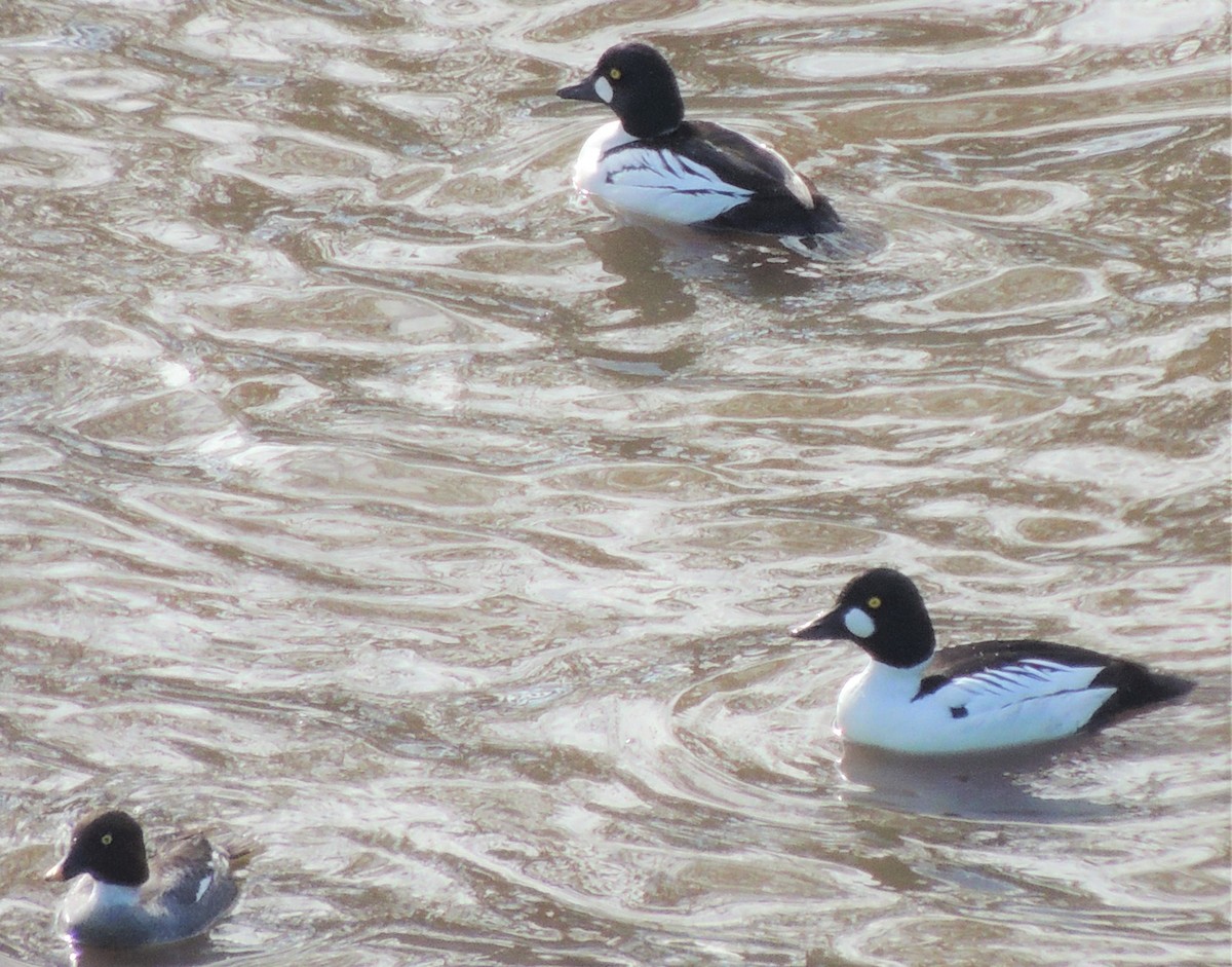 Common Goldeneye - ML308491391