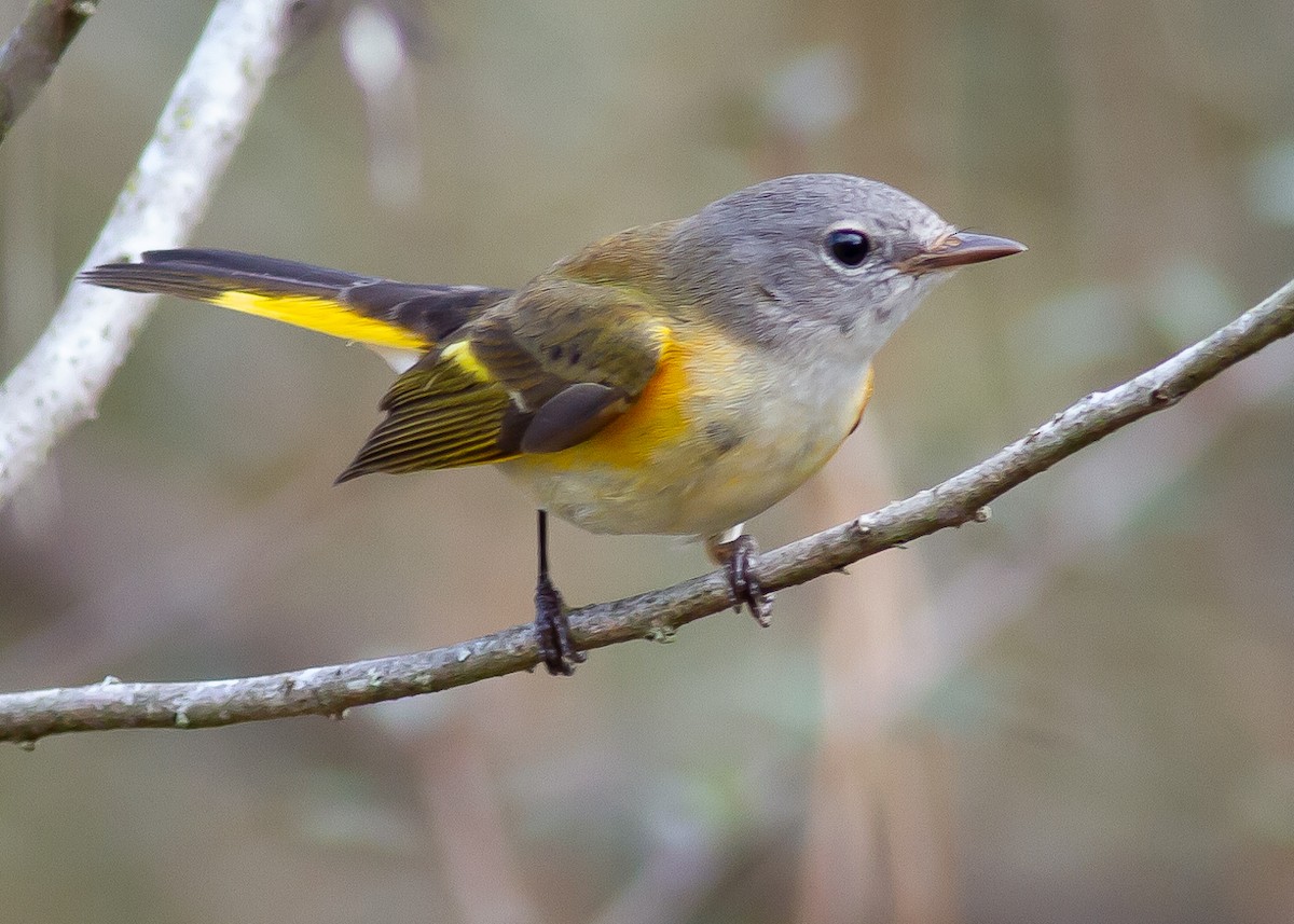 American Redstart - ML308491411