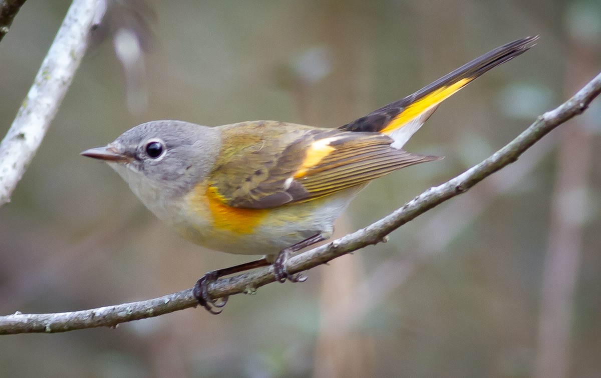 American Redstart - Greg Schrader