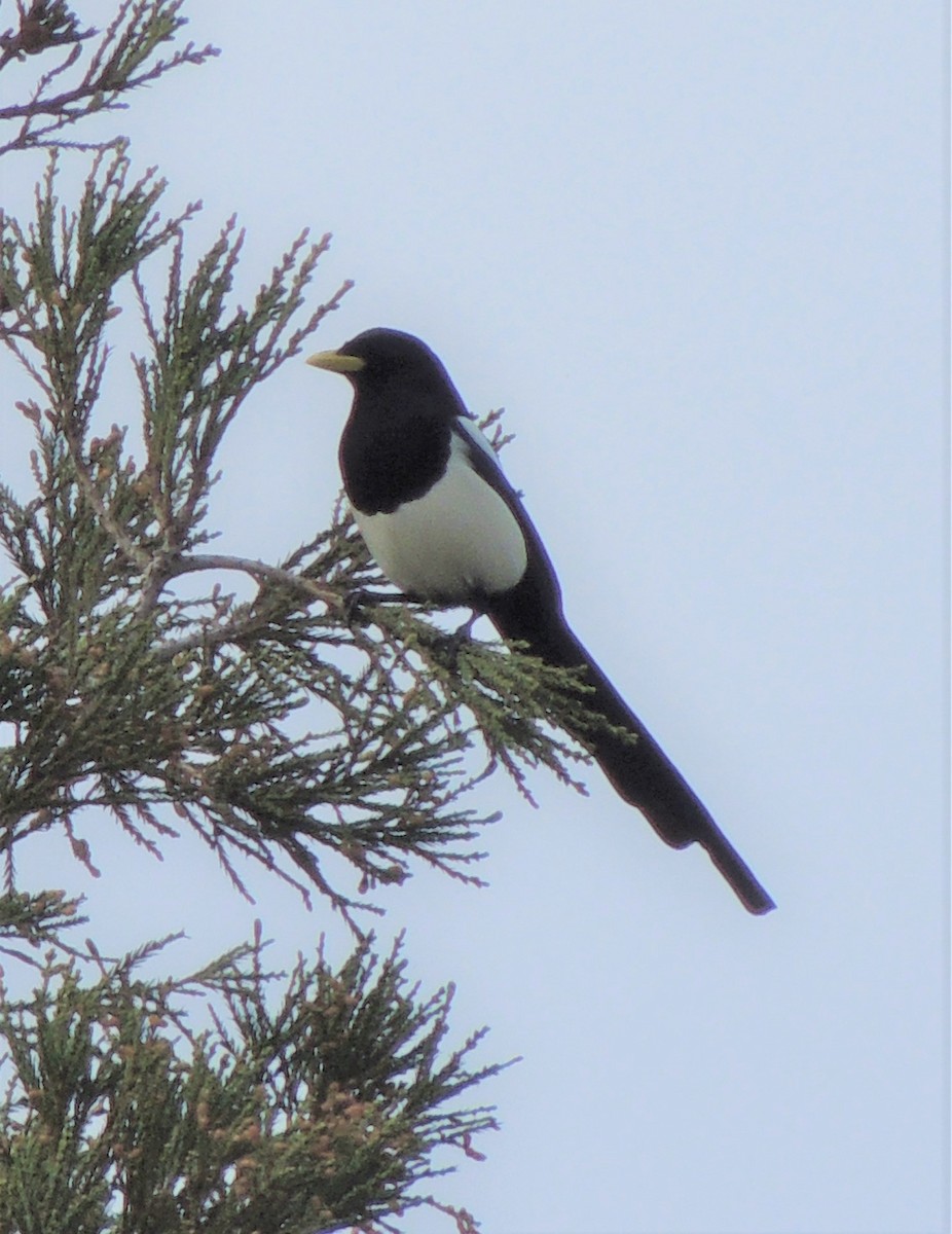 Yellow-billed Magpie - ML308491501