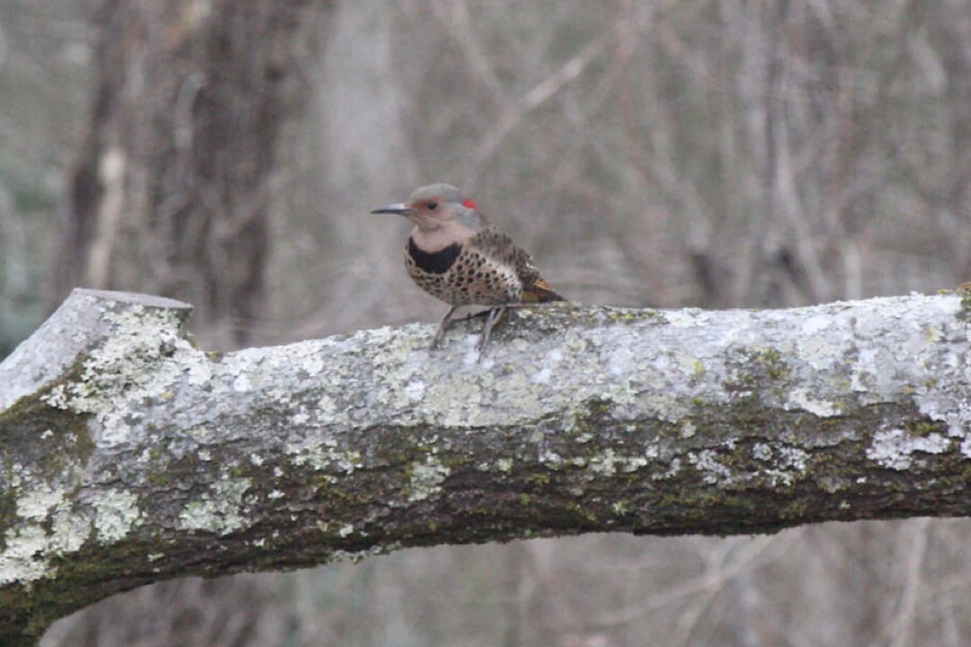 Northern Flicker - Mark Pellegri