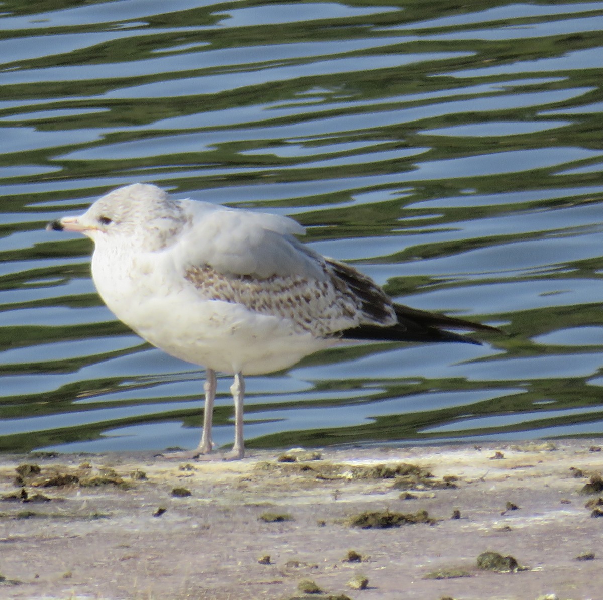 Ring-billed Gull - ML308495321