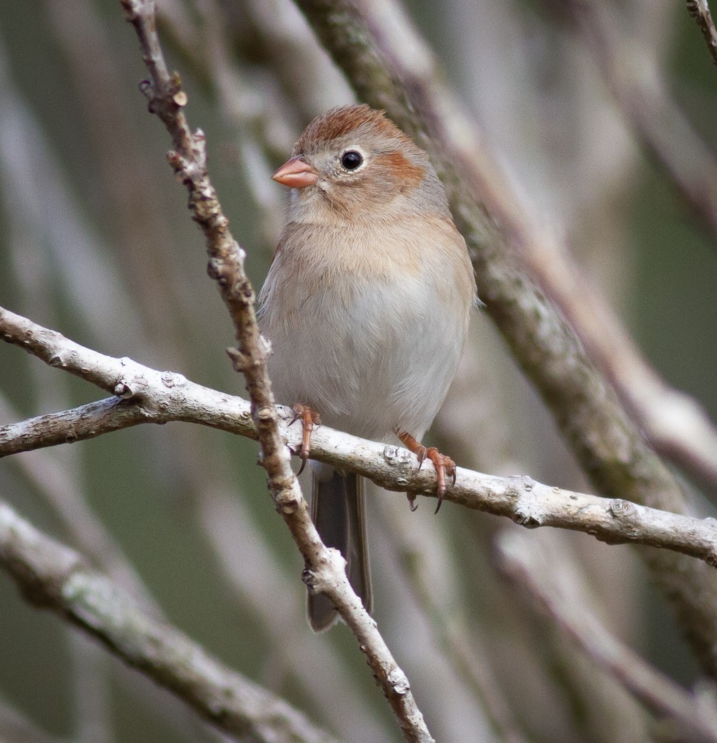 Field Sparrow - Greg Schrader