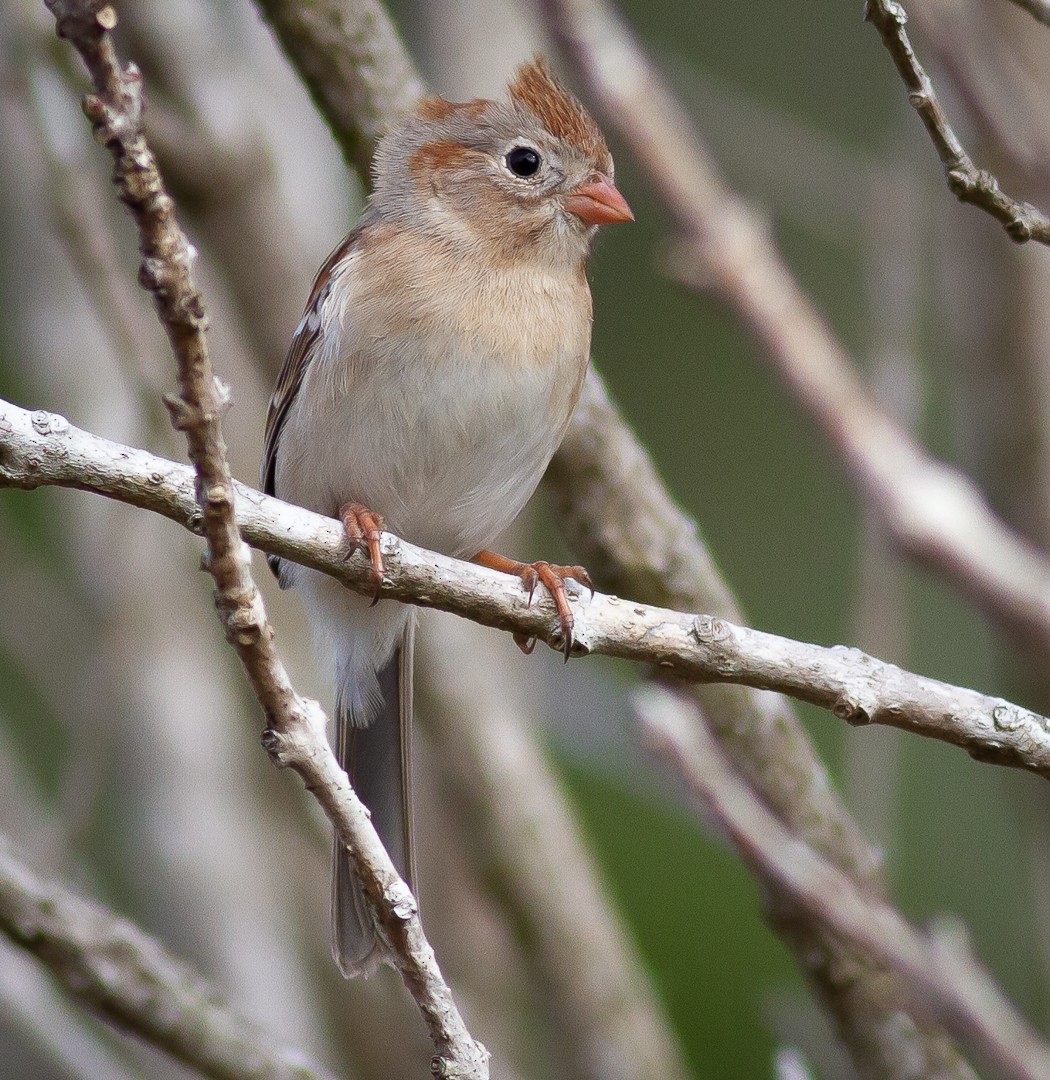 Field Sparrow - ML308497161