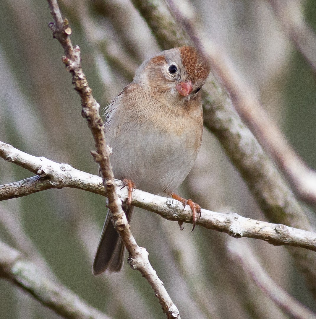 Field Sparrow - ML308497171