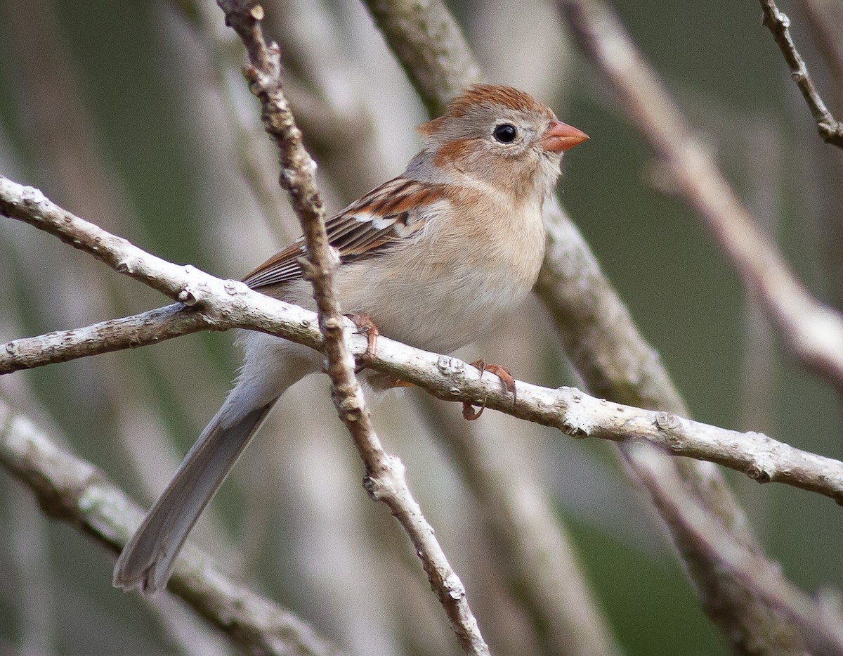 Field Sparrow - ML308497191