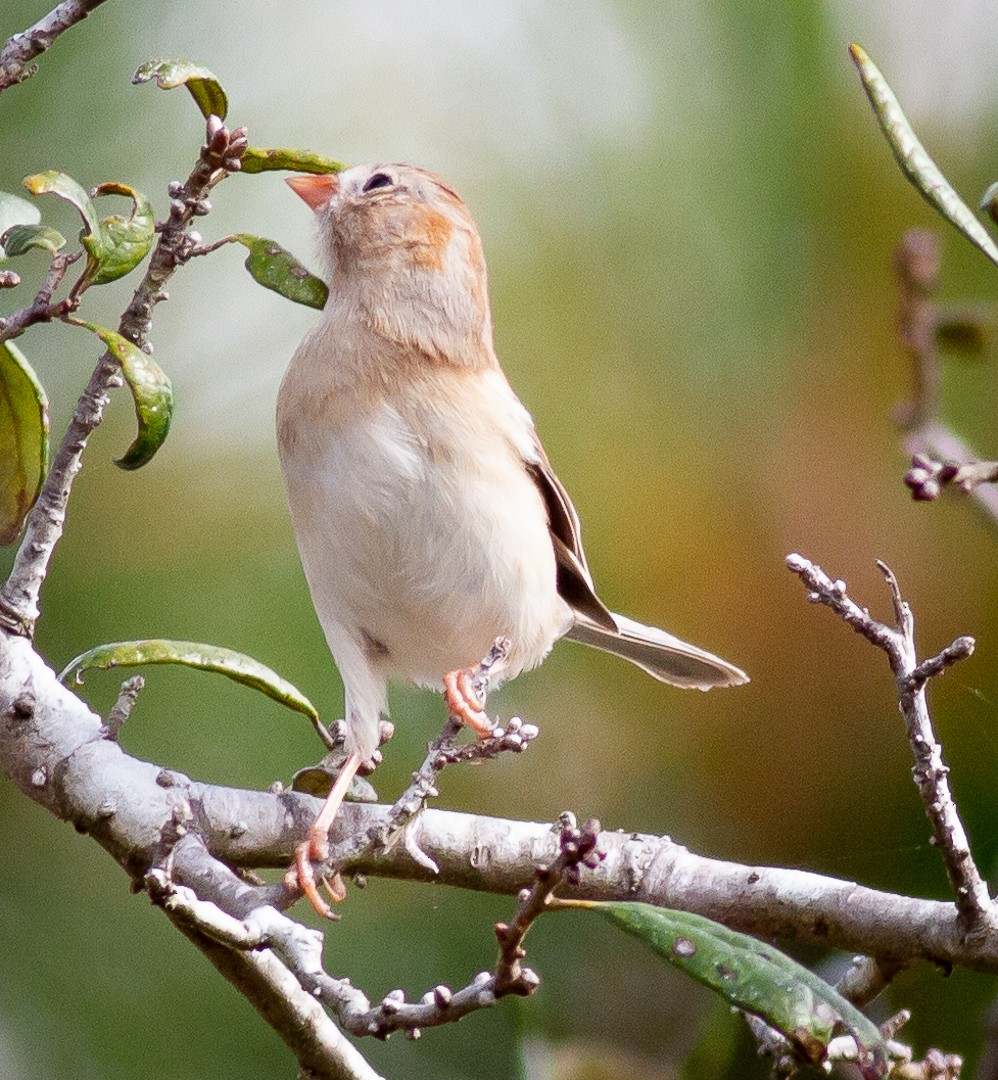 Field Sparrow - ML308497201