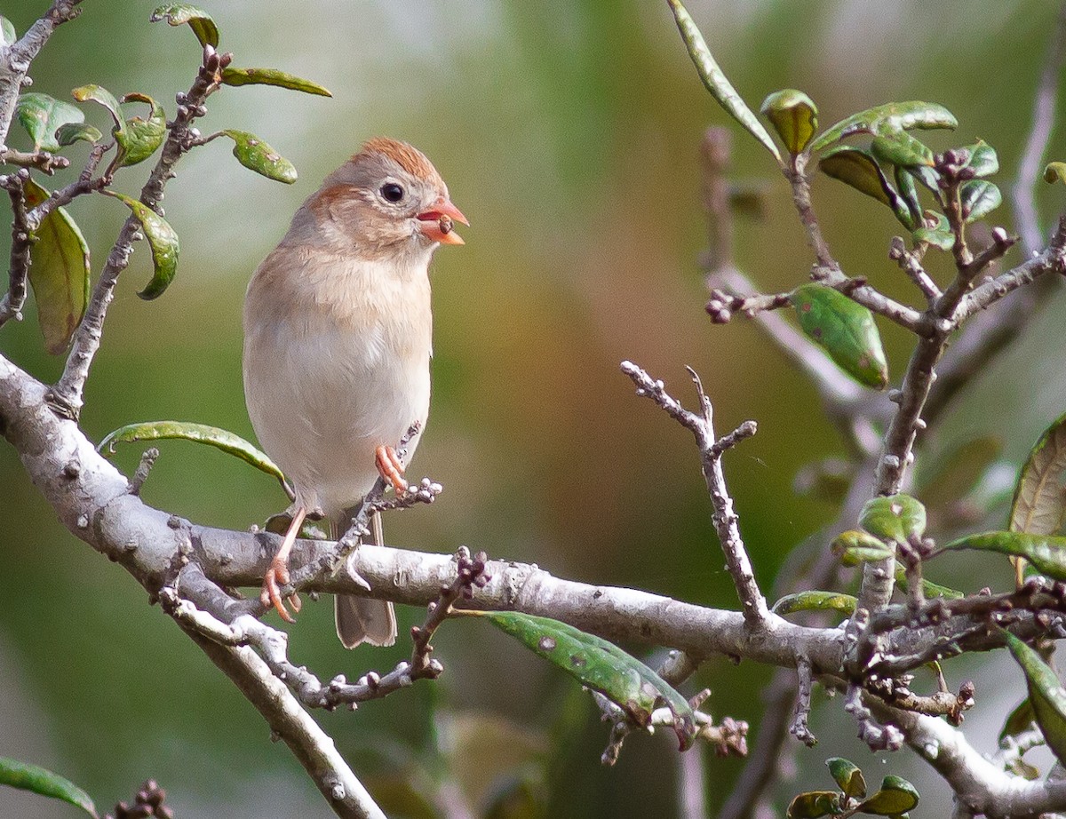 Field Sparrow - Greg Schrader