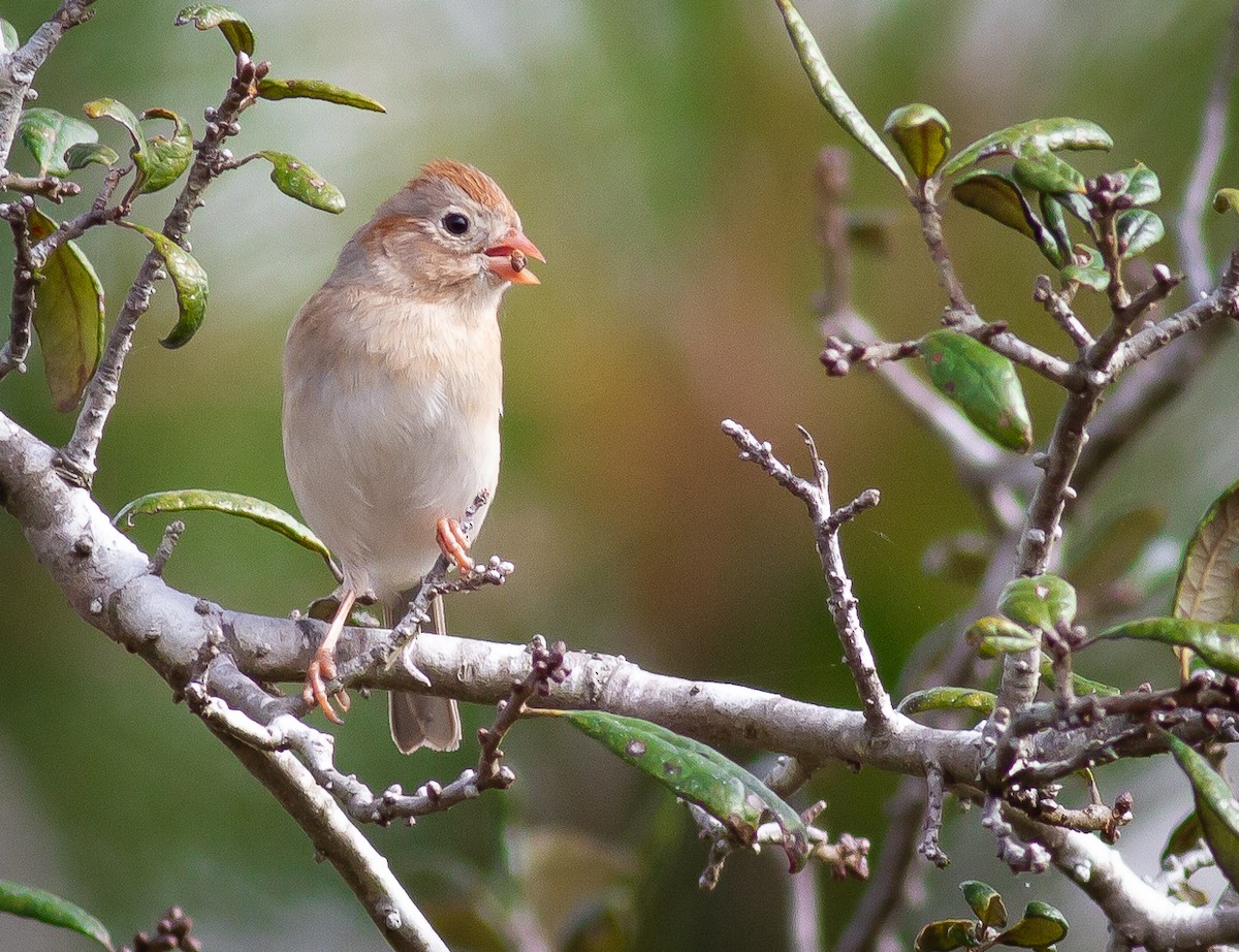 Field Sparrow - ML308497251