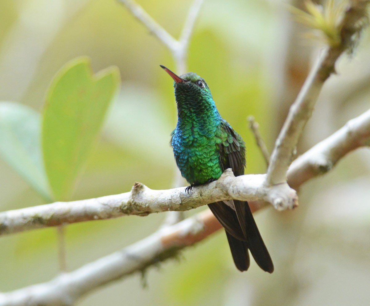 kolibřík kubánský - ML308497321