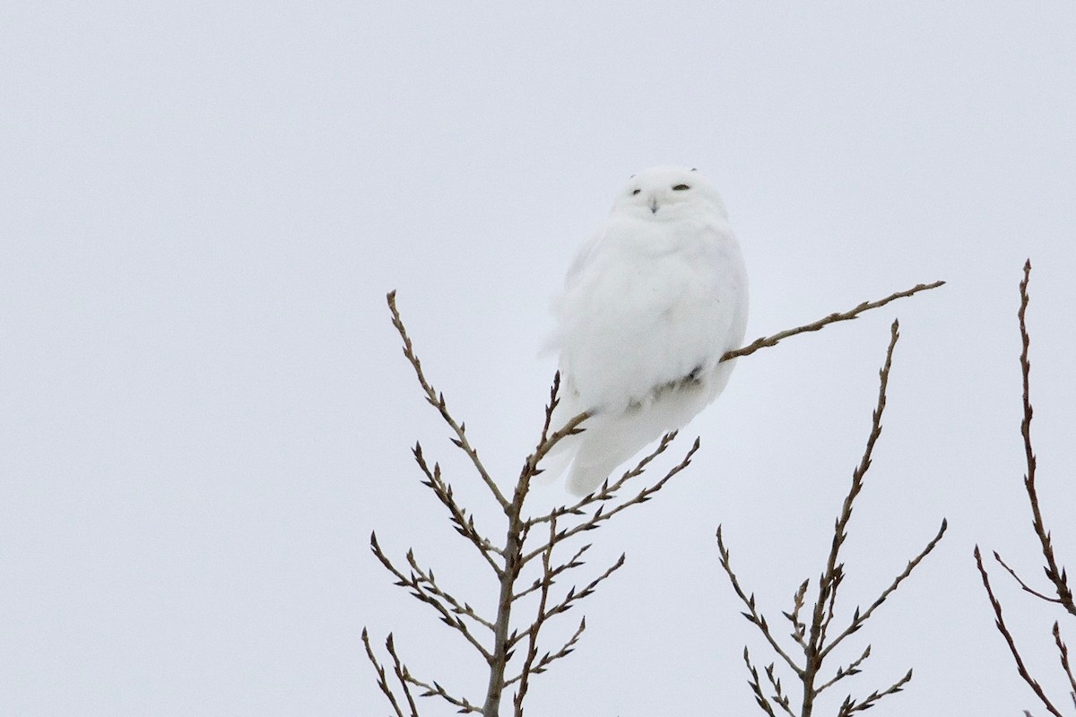 Snowy Owl - ML308498881