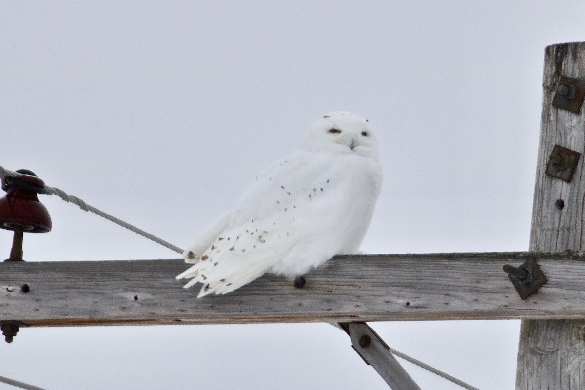 Snowy Owl - ML308499161