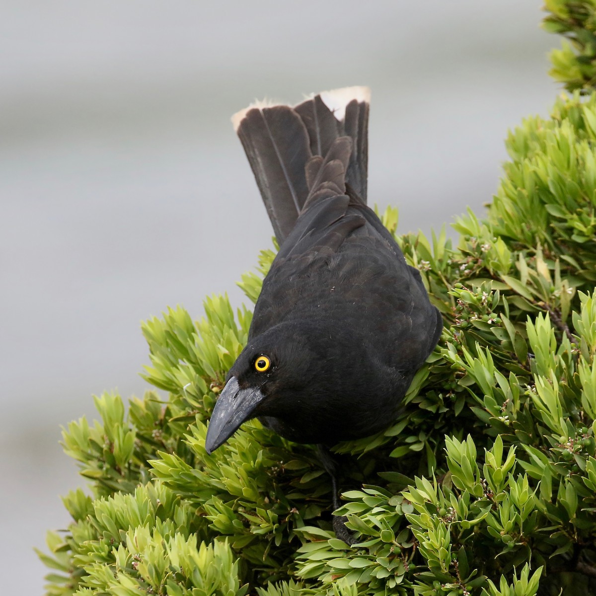 Pied Currawong - ML308499341
