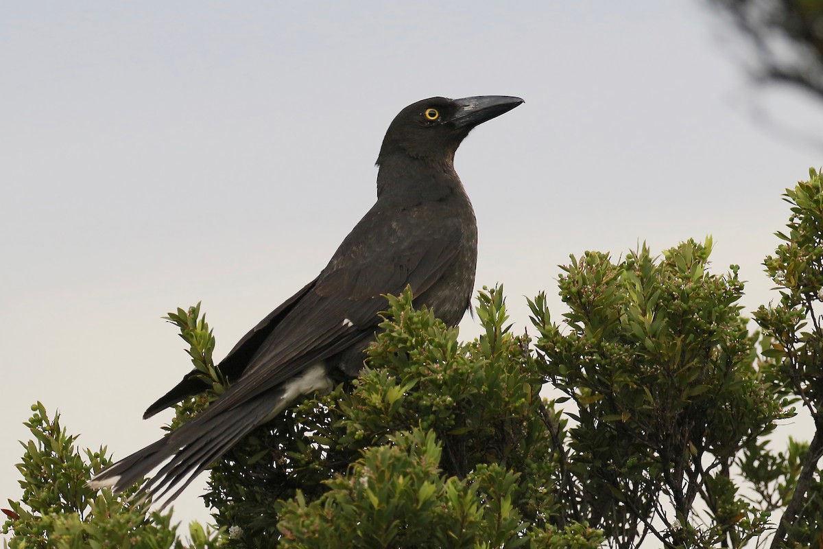 Pied Currawong - Jan Andersson