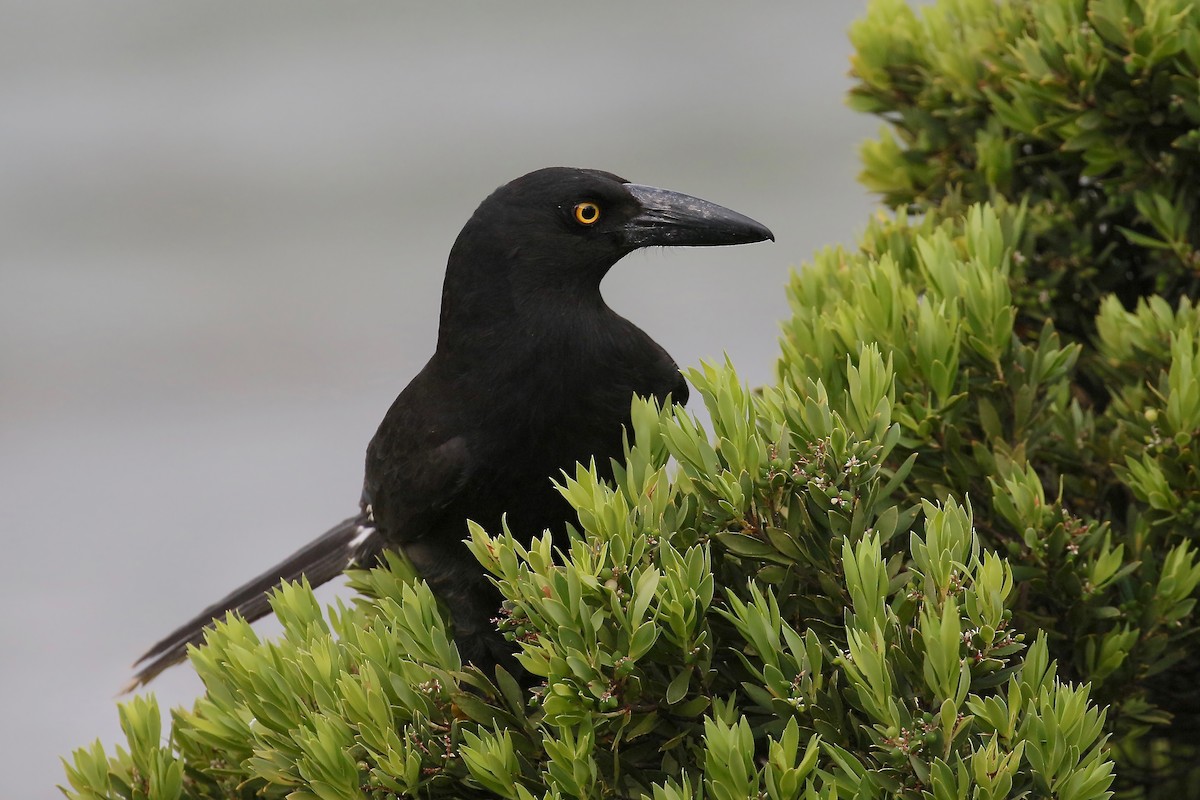 Pied Currawong - ML308499371