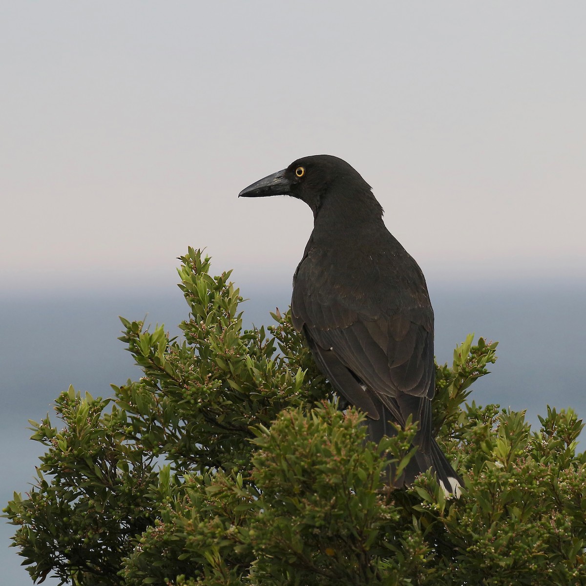 Pied Currawong - ML308499391