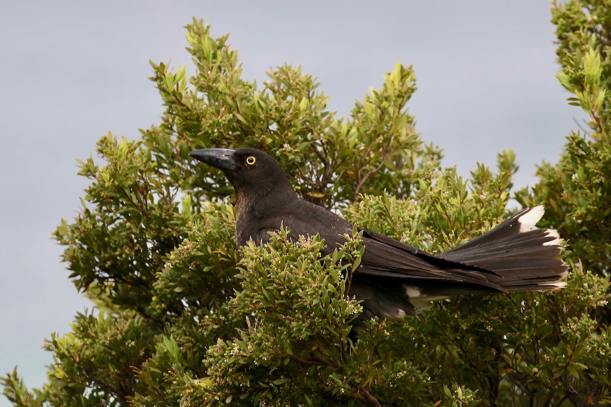 Pied Currawong - ML308499421