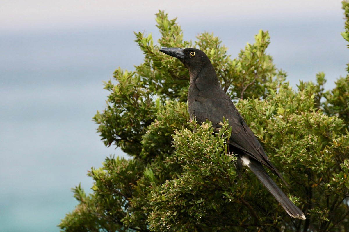 Pied Currawong - ML308499431