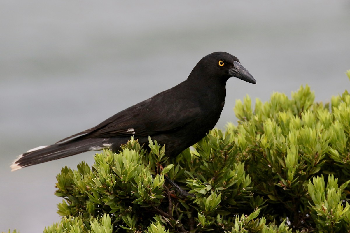 Pied Currawong - ML308499451