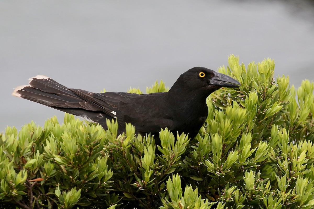 Pied Currawong - ML308499471