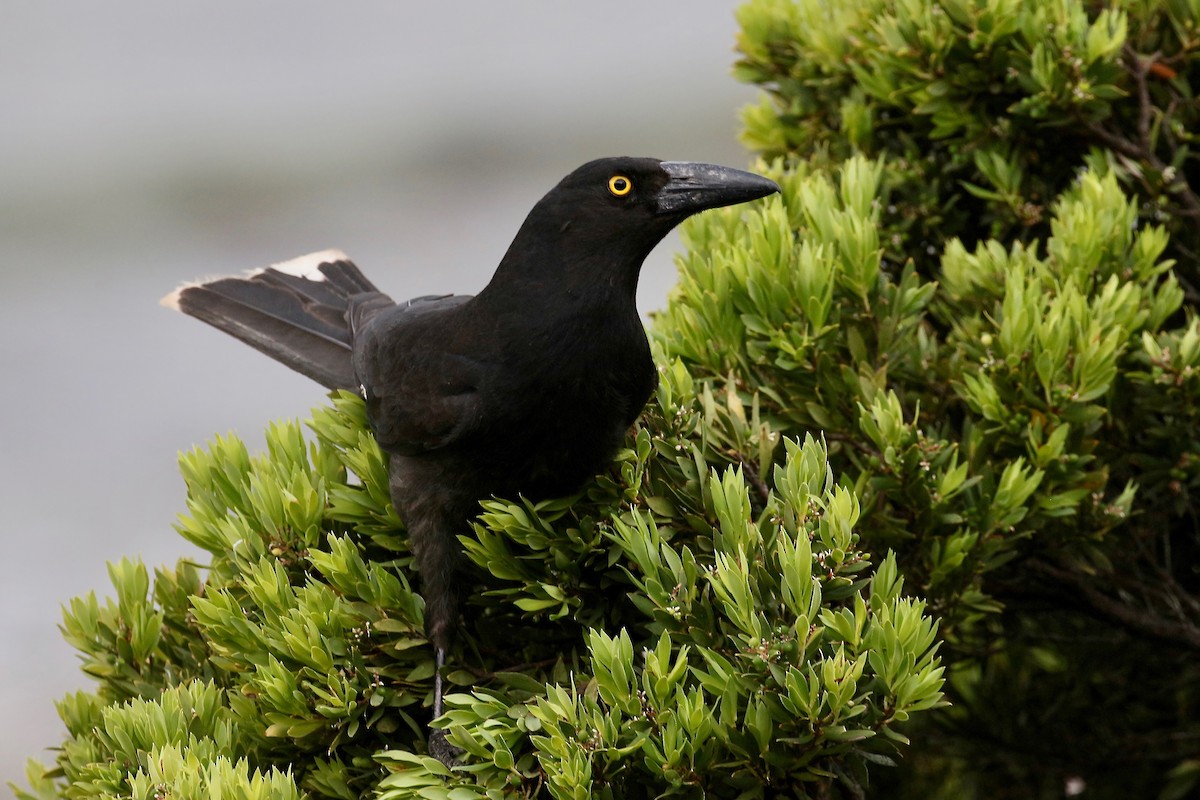 Pied Currawong - ML308499501