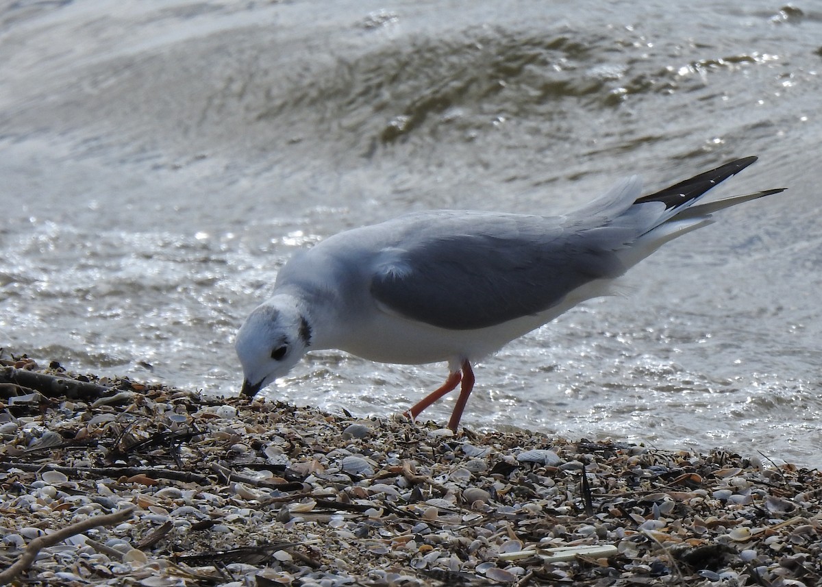 Bonaparte's Gull - ML308499731