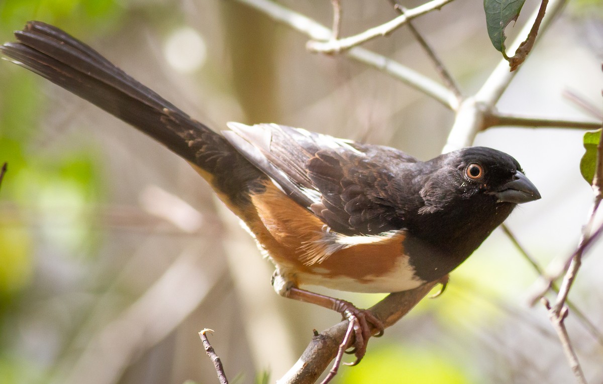 Eastern Towhee - ML308500091