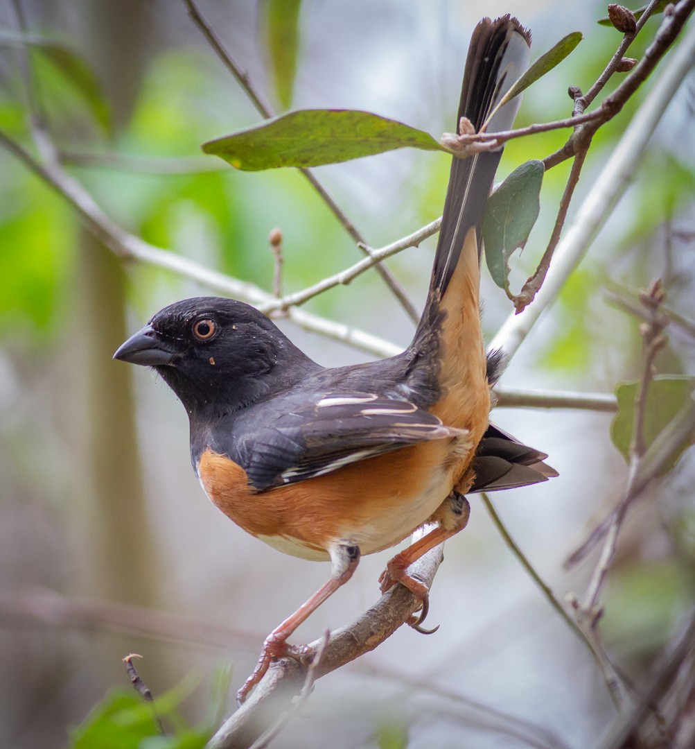 Eastern Towhee - ML308500131