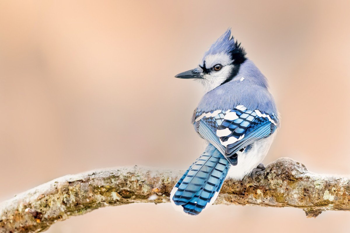 Blue Jay - Matthew Plante