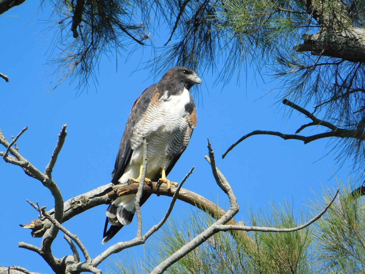 White-tailed Hawk - ML308500541